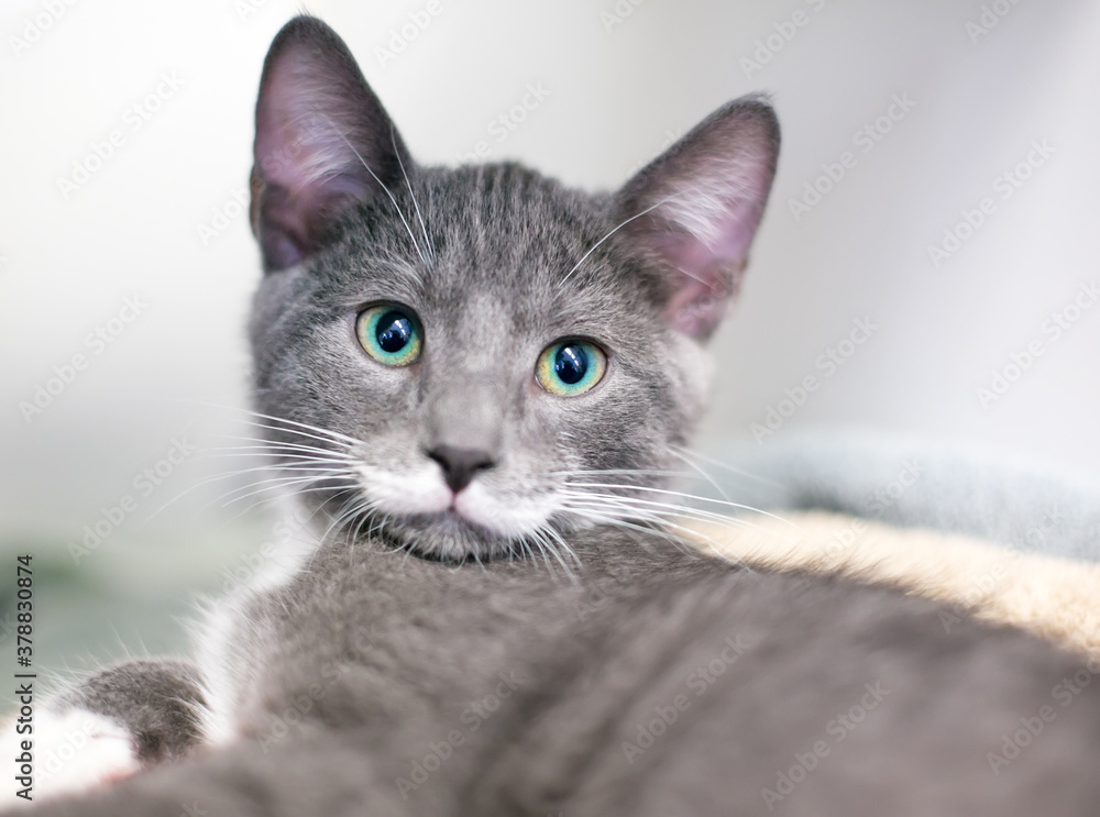 A cute gray and white shorthair kitten with bright green eyes