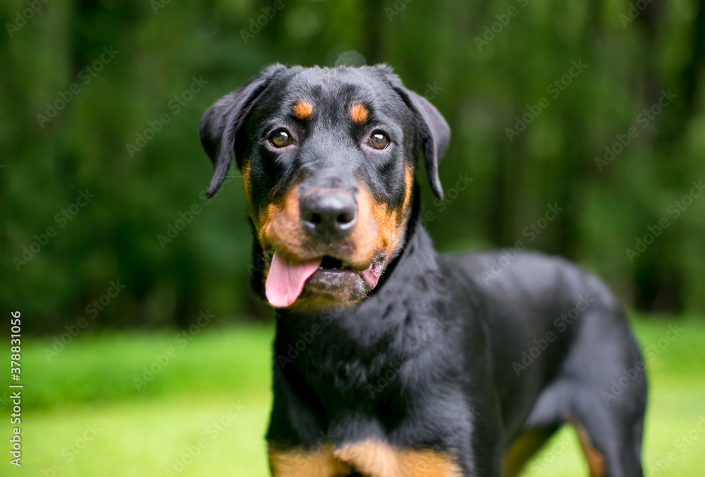 A Rottweiler dog making a funny face with its tongue hanging out of its mouth