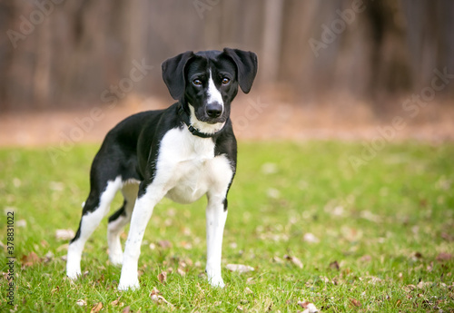 A black and white mixed breed dog with large floppy ears looking at the camera