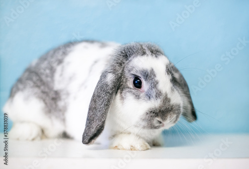 A gray and white lop eared rabbit lying down