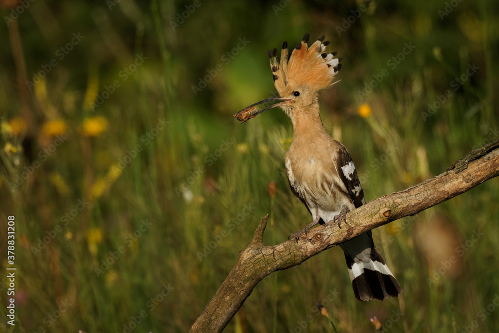 Eurasian Hoopoe (Upupa epops) feeding it's chicks captured in flight. Wide wings, typical crest and pray in the beak. Hunting insect, lizard, gecko, spiders, grub, maggot and worms Eurasian Hoopoe (Upupa epops) feeding it's chicks captured in flight. Wide wings, typical crest and pray in the beak. Hunting insect, lizard, gecko, spiders, grub, maggot and worms