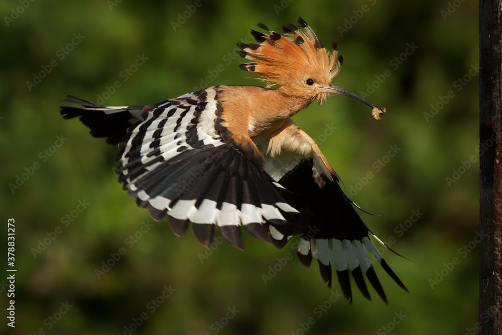 Eurasian Hoopoe (Upupa epops) feeding it's chicks captured in flight. Wide wings, typical crest and pray in the beak. Hunting insect, lizard, gecko, spiders, grub, maggot and worms Eurasian Hoopoe (Upupa epops) feeding it's chicks captured in flight. Wide wings, typical crest and pray in the beak. Hunting insect, lizard, gecko, spiders, grub, maggot and worms