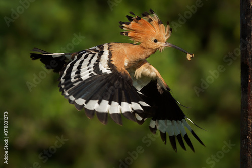 Eurasian Hoopoe (Upupa epops) feeding it's chicks captured in flight. Wide wings, typical crest and pray in the beak. Hunting insect, lizard, gecko, spiders, grub, maggot and worms © phototrip.cz
