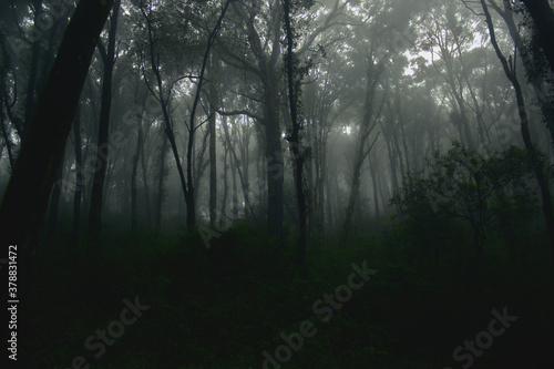 Neblina entre árboles