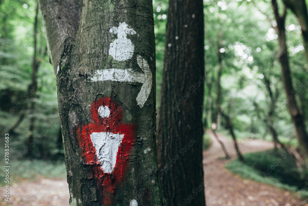 Fototapeta premium walking sign on trees in forest