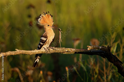 Eurasian Hoopoe (Upupa epops) feeding it's chicks captured in flight. Wide wings, typical crest and pray in the beak. Hunting insect, lizard, gecko, spiders, grub, maggot and worms © phototrip.cz