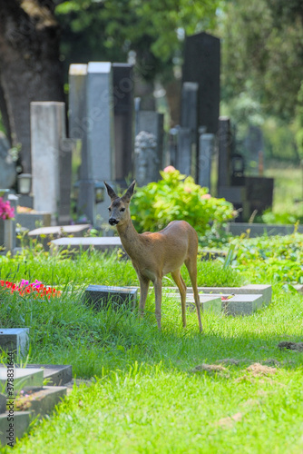 Reh am Wiener Zentralfriedhof