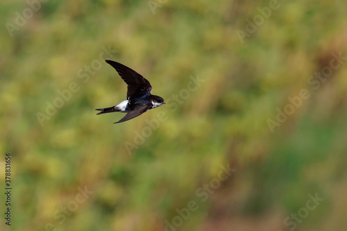 Common House-Martin - Delichon urbicum black and white flying bird eating and hunting insects, also called northern house martin, swallow family, breeds in Europe, north Africa © phototrip.cz
