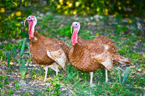Close-up of two turkeys, Aquismon, San Luis Potosi, Mexico