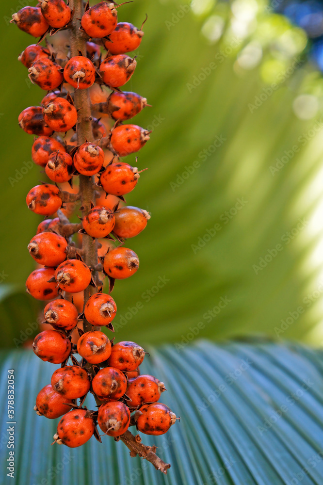 Ruffled Fan Palm or Vanuatu Fan Palm fruits (Licuala grandis), Rio, Brazil Ruffled Fan Palm or Vanuatu Fan Palm fruits (Licuala grandis), Rio, Brazil