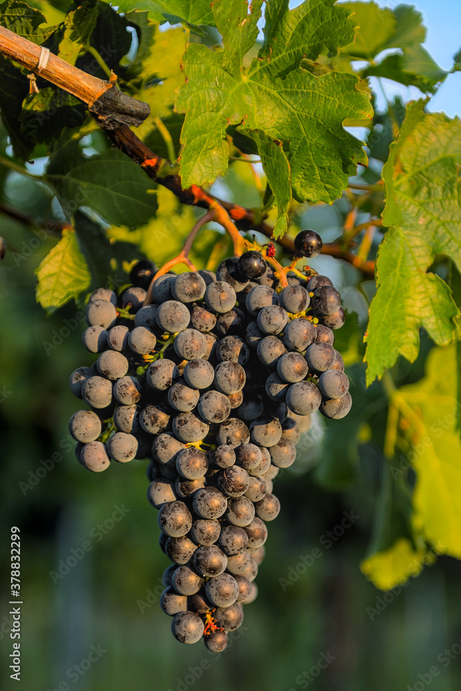 Fototapeta premium rote Weintrauben im Weingarten bei Abendlicht des Sonnenunterganges