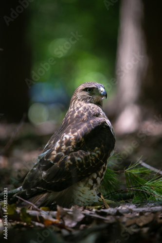 Red tailed hawk sitting in the woods