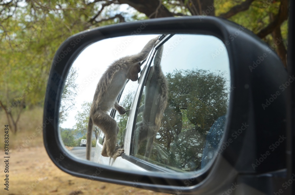 monkey searching food in car
