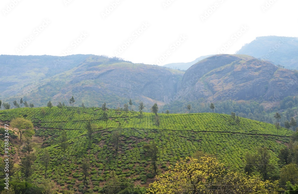 Fototapeta premium munnar kerala