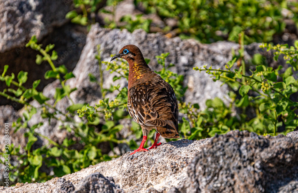 Galapagos - Genovesa - Bahia Darwin - Galapagos Dove Galapagos - Genovesa - Bahia Darwin - Galapagos Dove