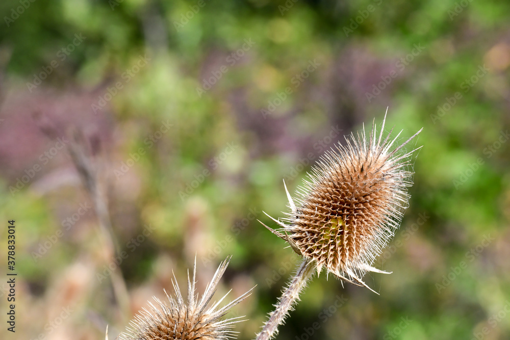 thistle in the field