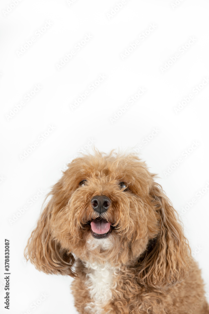 Smiling cute small mixed Breed Bichon poodle Bichpoo breed dog with curly and fluffy red hair isolated on a white background with copy space Smiling cute small mixed Breed Bichon poodle Bichpoo breed dog with curly and fluffy red hair isolated on a white background with copy space