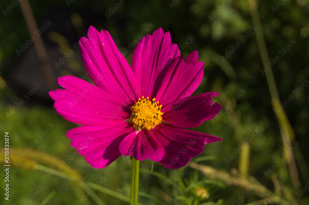 Fototapeta premium Violet flower on a sunny summer day. 