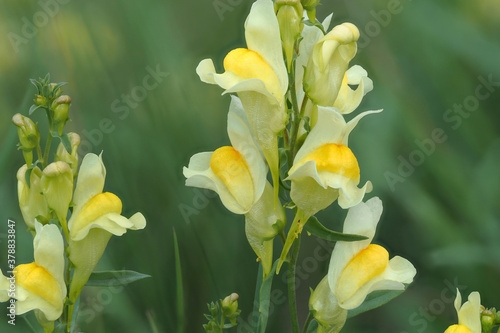  Echte Leinkraut (Linaria vulgaris)  photo