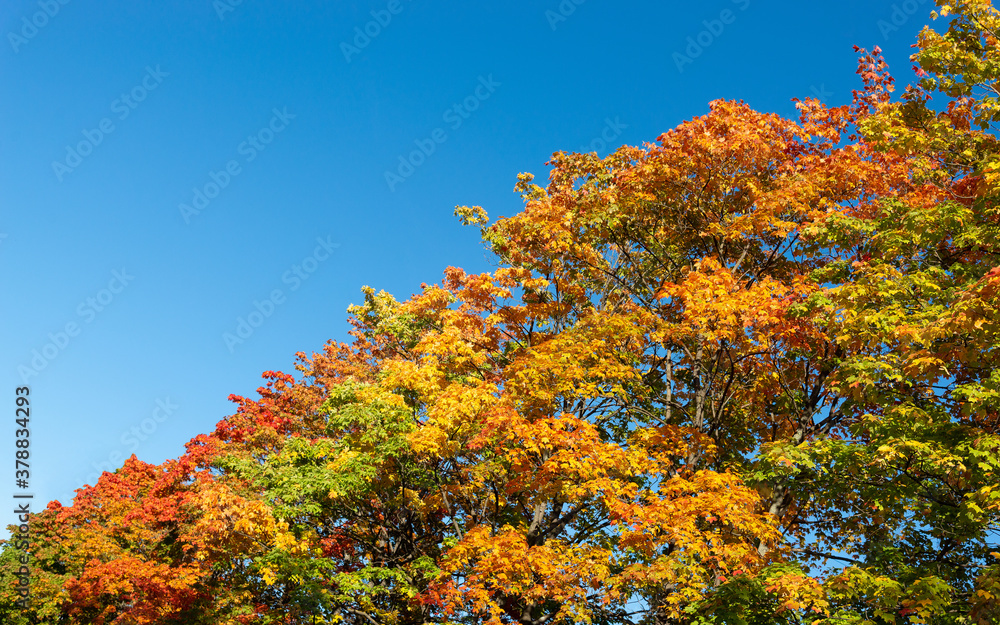Fototapeta premium Autumn background with crowns of maples with red, yellow and green leaves against the blue sky. Diagonal arrangement with copy space
