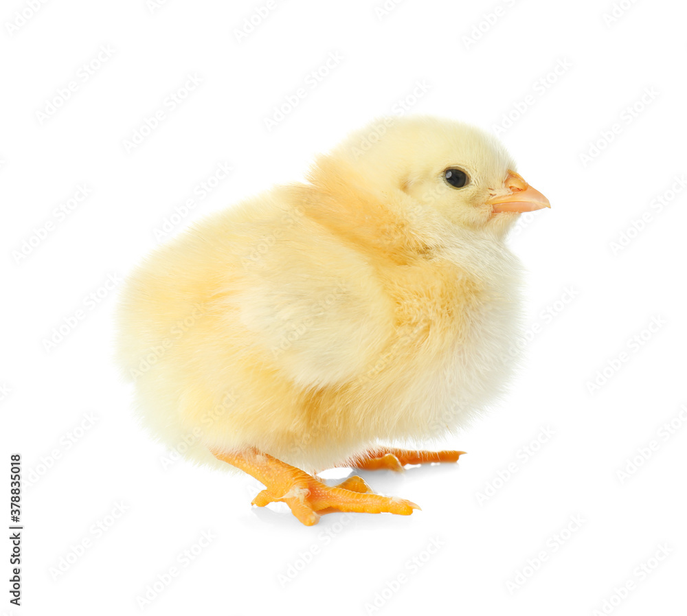Cute fluffy baby chicken on white background. Farm animal Cute fluffy baby chicken on white background. Farm animal