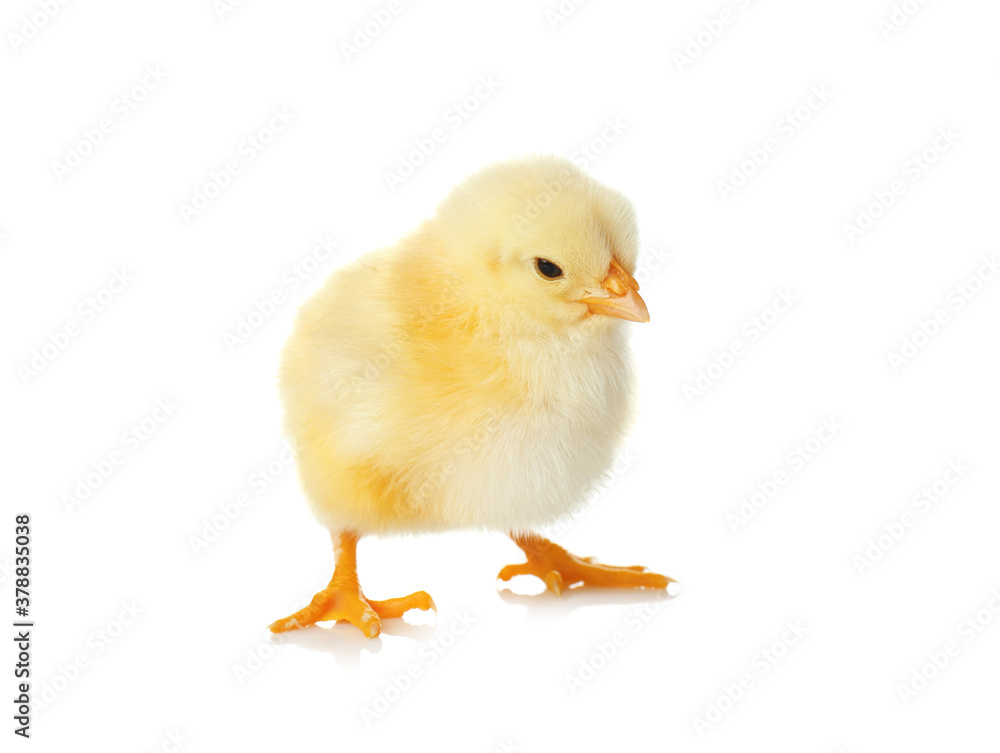 Cute fluffy baby chicken on white background. Farm animal