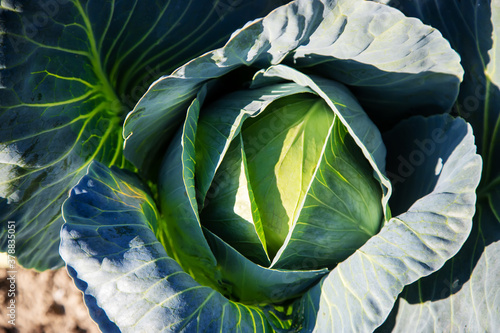 cabbage in the garden.selectiv focus photo