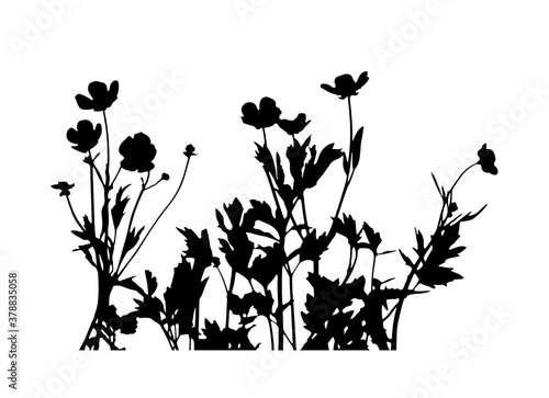 buttercup flowers - hairy buttercup (Ranunculus sardous) silhouette isolated on white background