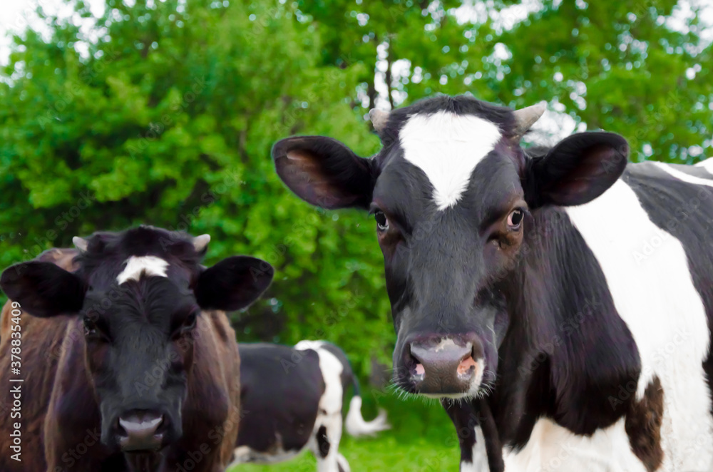  two cows are eating grass in the field. man feeds a cow. Agriculture. farm