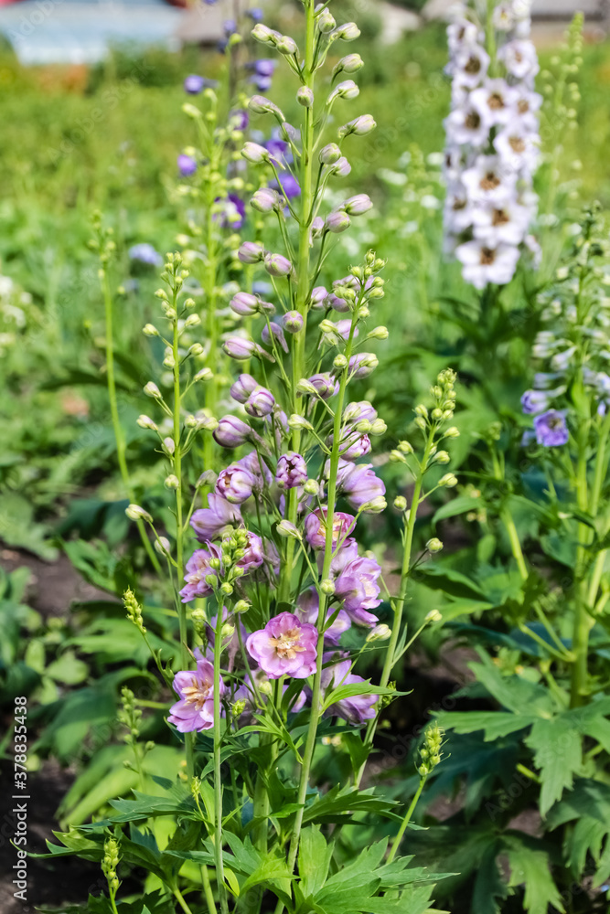 flowers of different colors Delphinium grows in the garden, like a bell. flowers of different colors Delphinium grows in the garden, like a bell.