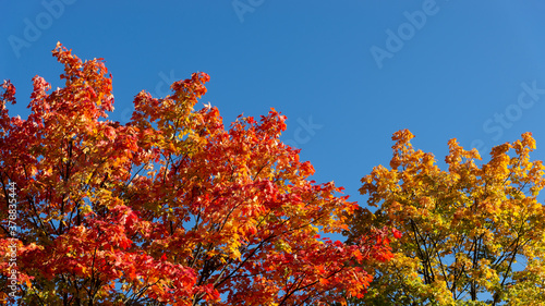 Autumn background with crowns of maples with red and yellow leaves against a blue sky. Сopy space