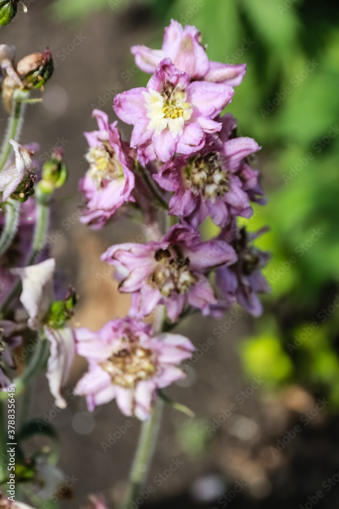 Obraz premium lilac, pink with a yellow center, Delphinium flower grows in the garden, looks like a bell.