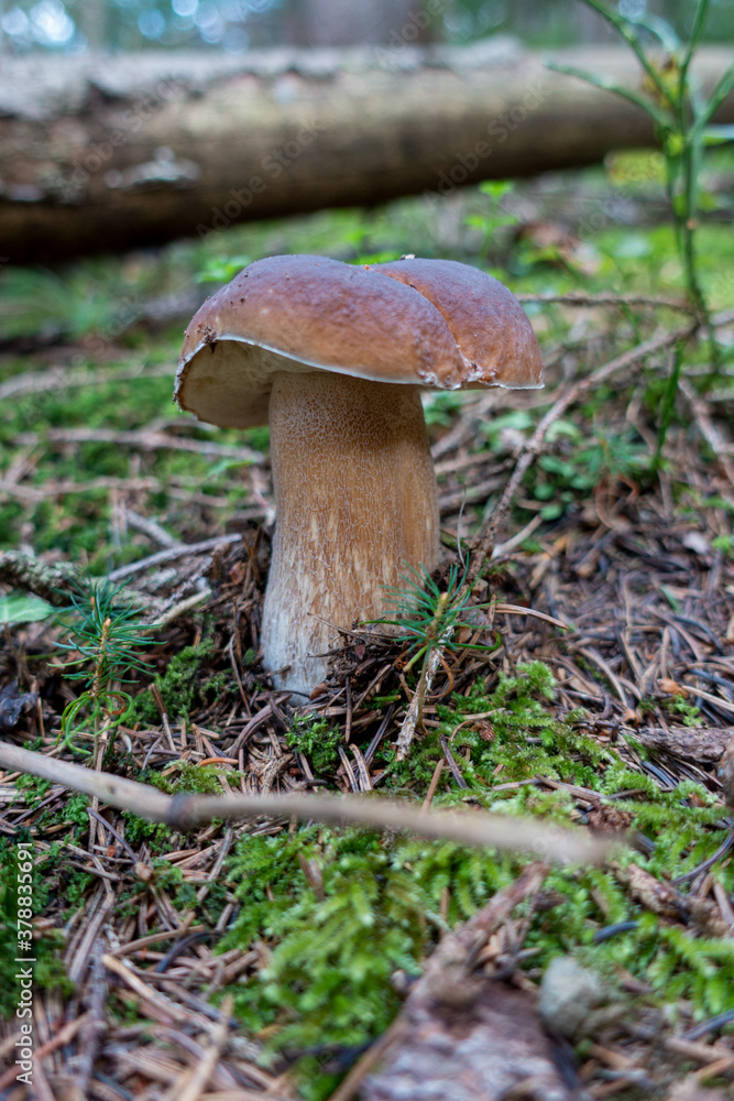 STEINPILZ . PORCINI . BOLETUS EDULIS STEINPILZ . PORCINI . BOLETUS EDULIS