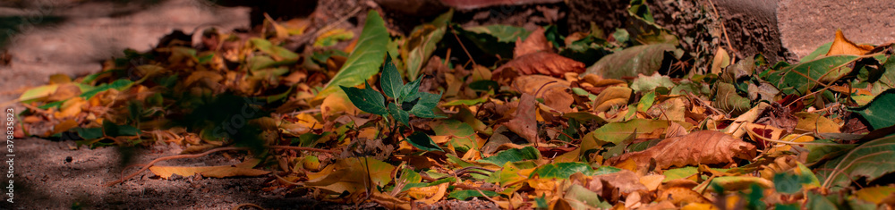 panoramic green and yellow autumn leaves panoramic green and yellow autumn leaves