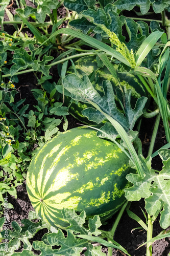 Striped watermelon grows on melons, in green grass