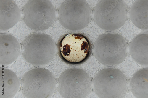 One spotted quail bird egg lies in a cardboard box. Close-up of food. Top view with space for text photo