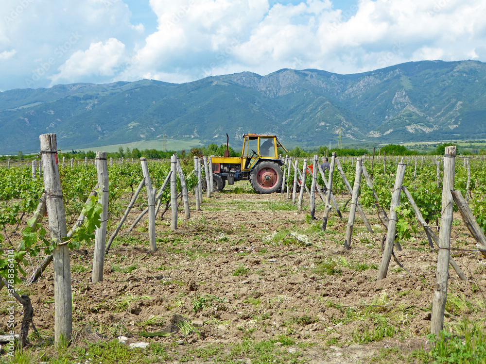 Tractor in a vineyard in Rose Valley, Bulgaria