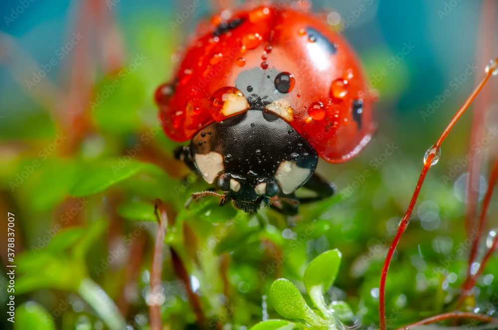 Obraz premium Beautiful ladybug on leaf defocused background