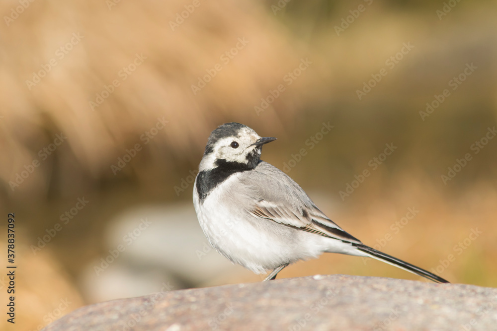 Obraz premium Cute white wagtail (Motacilla alba) standing on a stone on a sunny day 