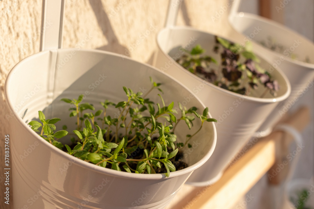 Young sprouts of satureja, basil and other aromatic herbs growing in a pot hanging on balcony wall. Natural morning light. Soft selective focus. Young sprouts of satureja, basil and other aromatic herbs growing in a pot hanging on balcony wall. Natural morning light. Soft selective focus.