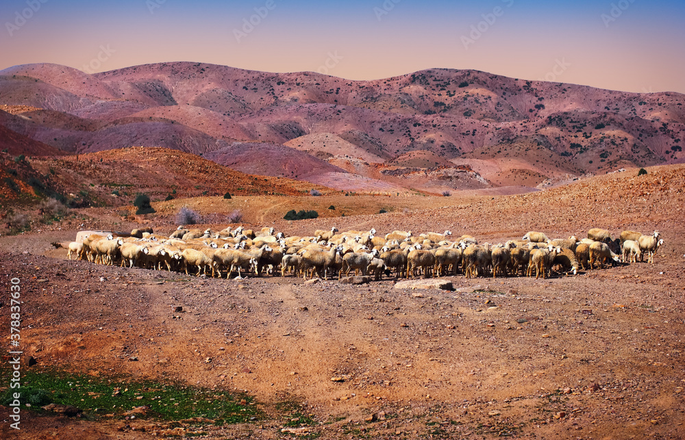 Beautiful nature view, a herd of domestic sheep free grazing in the desert field and distant colorful hills in the light of the setting sun. Fes (Fez) region, Morocco, North West Africa