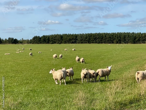 sheep in the field