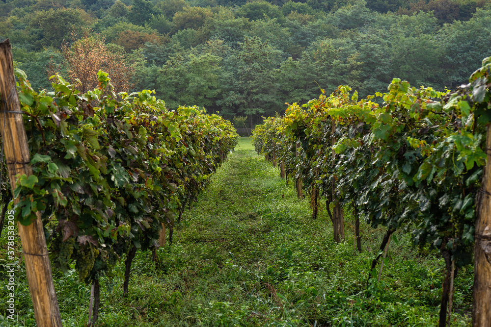 The vineyard in Lopota