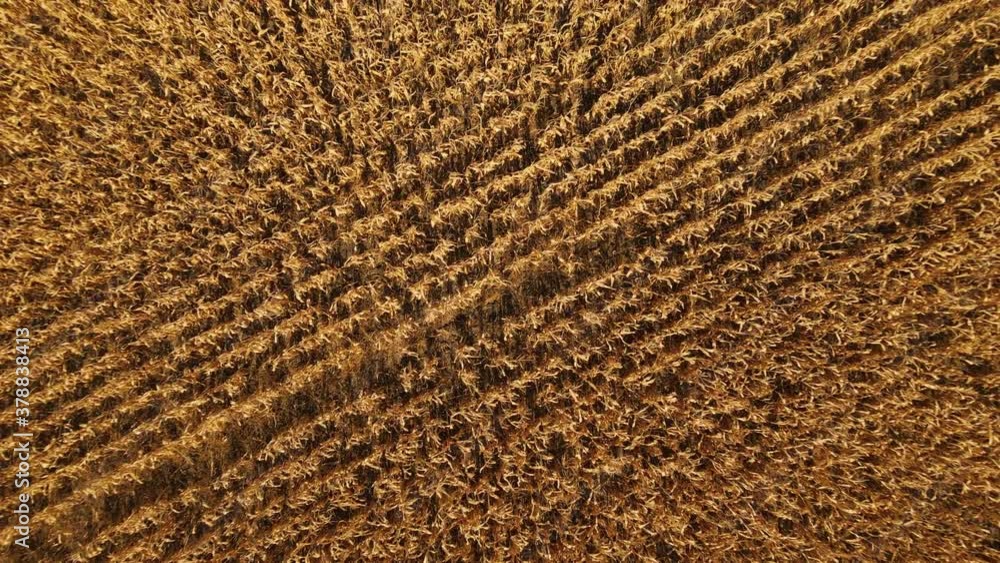 Aerial view of Cornfield. 4k resolution video. Drone aerial view of a cultivated cornfield or maize field ready to harvest - drone is moving forward Aerial view of Cornfield. 4k resolution video. Drone aerial view of a cultivated cornfield or maize field ready to harvest - drone is moving forward