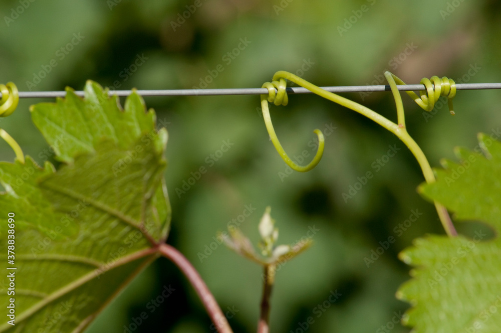 Close-up of grape vine, Fatima Valley, Chilecito, La Rioja Province, Argentina Close-up of grape vine, Fatima Valley, Chilecito, La Rioja Province, Argentina