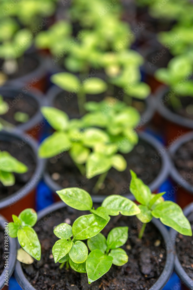 Growing two week germination pots of purple passion fruit vine sprouts, species Passiflora edulis, commonly used as garden ornamental climber besides agriculture production. Growing two week germination pots of purple passion fruit vine sprouts, species Passiflora edulis, commonly used as garden ornamental climber besides agriculture production.