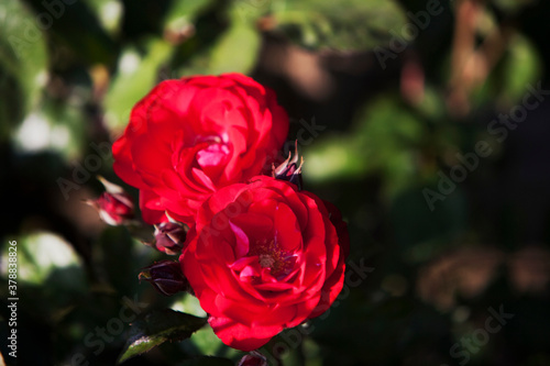 Close-up of a rose flower