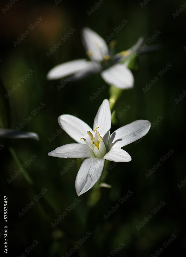 Fototapeta premium white flower on a black background