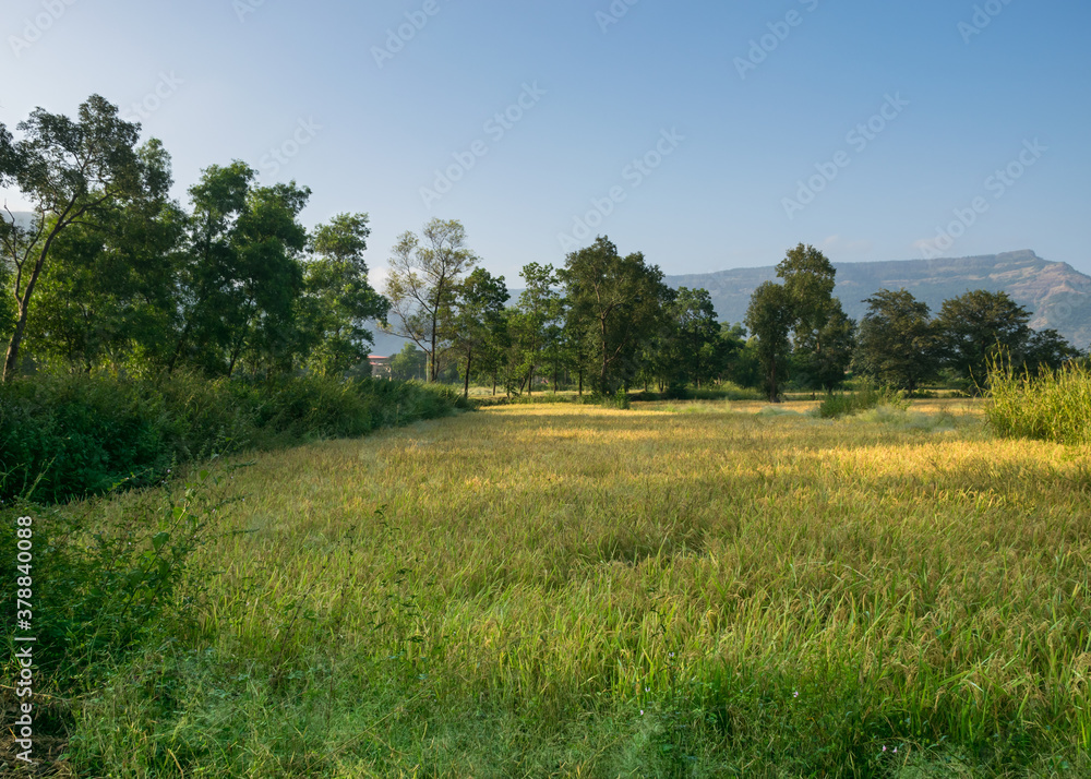 Panoramic view of a lush green farm in Maharashtra, India Panoramic view of a lush green farm in Maharashtra, India