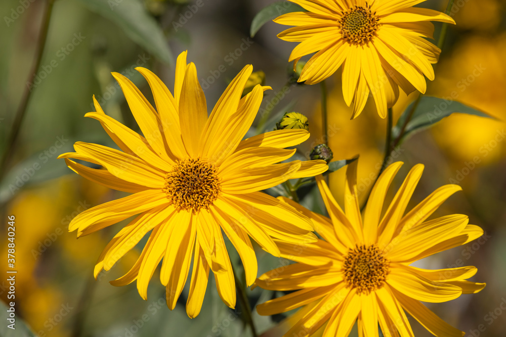 Beautiful Autumn Yellow flowers Beautiful Autumn Yellow flowers